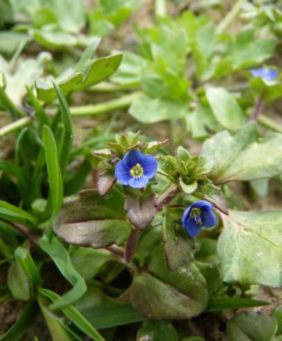 Fotografia de capa Veronica acinifolia - do Jardim Botânico