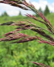 Fotografia da espécie Calamagrostis canescens