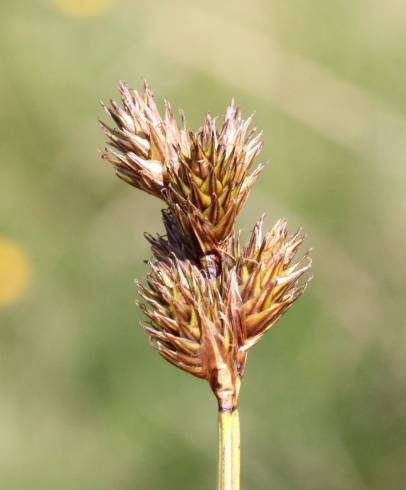 Fotografia de capa Carex leporina - do Jardim Botânico