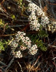 Caropsis verticillato-inundata