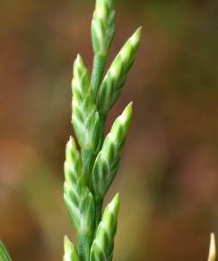 Fotografia da espécie Catapodium marinum