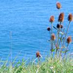 Fotografia 10 da espécie Dipsacus fullonum do Jardim Botânico UTAD