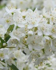 Fotografia da espécie Deutzia gracilis