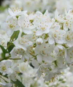 Fotografia da espécie Deutzia gracilis