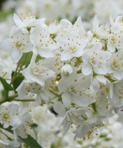 Fotografia de capa Deutzia gracilis - do Jardim Botânico