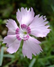 Fotografia da espécie Dianthus caryophyllus