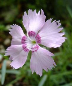 Fotografia da espécie Dianthus caryophyllus