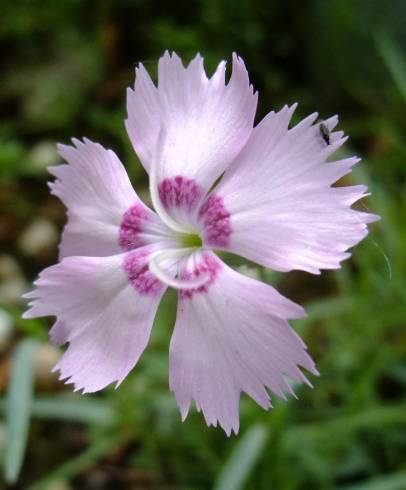 Fotografia de capa Dianthus caryophyllus - do Jardim Botânico