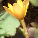 Fotografia 6 da espécie Anemone palmata do Jardim Botânico UTAD