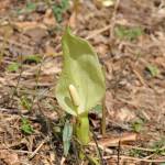 Fotografia 10 da espécie Arum italicum do Jardim Botânico UTAD