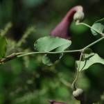 Fotografia 8 da espécie Aristolochia baetica do Jardim Botânico UTAD