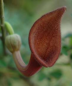 Fotografia da espécie Aristolochia baetica