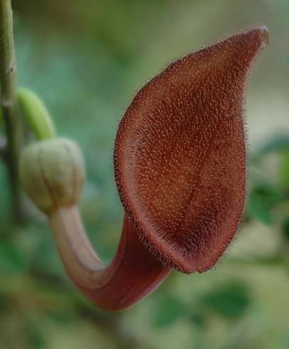 Fotografia de capa Aristolochia baetica - do Jardim Botânico