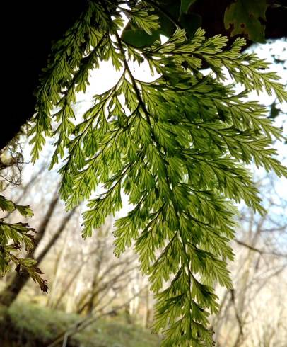 Fotografia de capa Vandenboschia speciosa - do Jardim Botânico