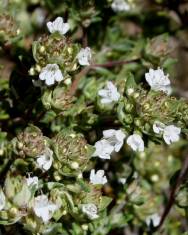 Fotografia da espécie Thymus capitellatus