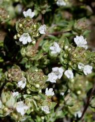 Thymus capitellatus