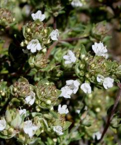 Fotografia da espécie Thymus capitellatus