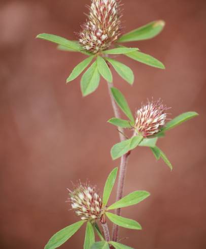 Fotografia de capa Trifolium bocconei - do Jardim Botânico