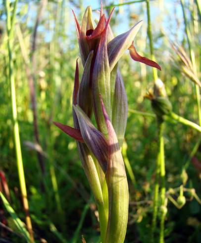 Fotografia de capa Serapias parviflora - do Jardim Botânico