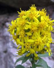 Fotografia da espécie Solidago virgaurea