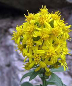 Fotografia da espécie Solidago virgaurea