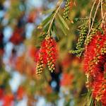 Fotografia 15 da espécie Callistemon citrinus do Jardim Botânico UTAD