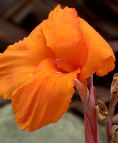 Fotografia de capa Canna x generalis - do Jardim Botânico