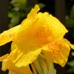 Fotografia 11 da espécie Canna x generalis do Jardim Botânico UTAD