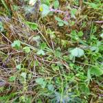 Fotografia 4 da espécie Trifolium suffocatum do Jardim Botânico UTAD