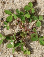 Trifolium suffocatum