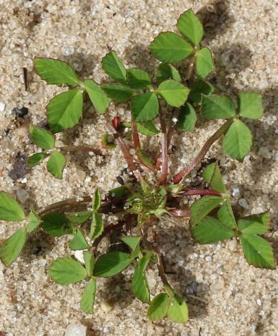 Fotografia de capa Trifolium suffocatum - do Jardim Botânico