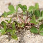 Fotografia 12 da espécie Trifolium suffocatum do Jardim Botânico UTAD