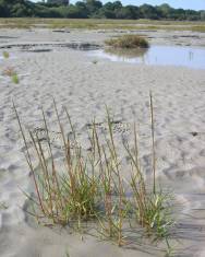 Fotografia da espécie Spartina maritima