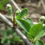 Fotografia 15 da espécie Lycium barbarum do Jardim Botânico UTAD