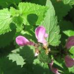 Fotografia 12 da espécie Lamium maculatum do Jardim Botânico UTAD