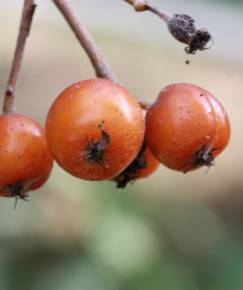 Fotografia da espécie Sorbus latifolia