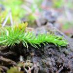 Fotografia 10 da espécie Lycopodiella inundata do Jardim Botânico UTAD