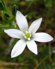 Fotografia da espécie Ornithogalum umbellatum