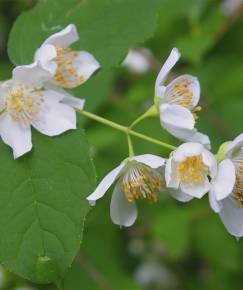 Fotografia da espécie Philadelphus coronarius