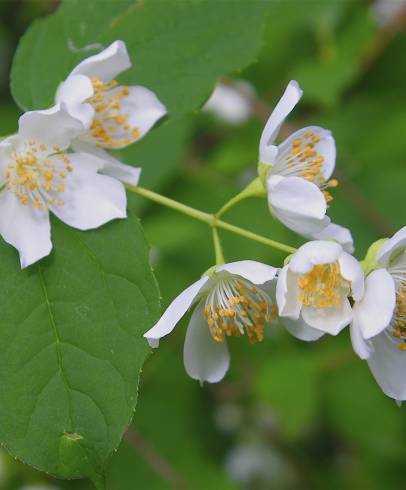 Fotografia de capa Philadelphus coronarius - do Jardim Botânico