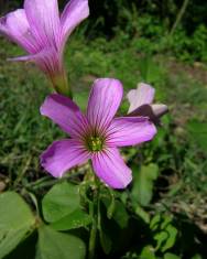 Fotografia da espécie Oxalis debilis var. corymbosa