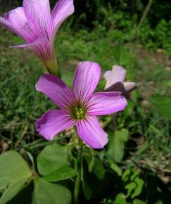 Fotografia da espécie Oxalis debilis