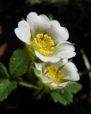 Fotografia da espécie Potentilla sterilis