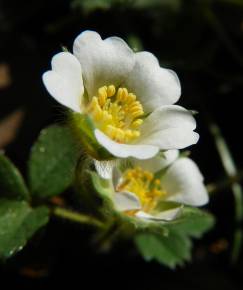 Fotografia da espécie Potentilla sterilis