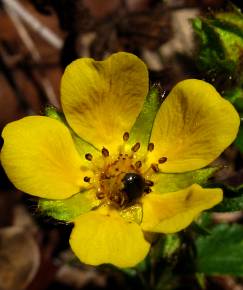 Fotografia da espécie Potentilla neumanniana