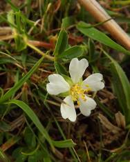 Fotografia da espécie Potentilla montana