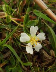 Potentilla montana