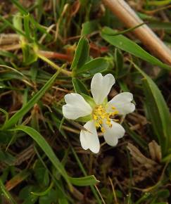 Fotografia da espécie Potentilla montana