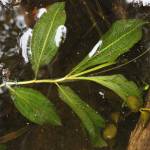 Fotografia 1 da espécie Potamogeton lucens do Jardim Botânico UTAD