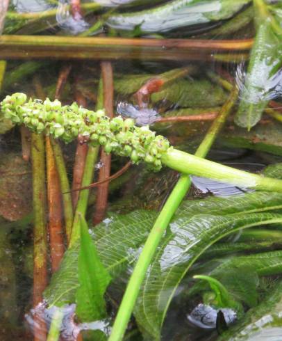 Fotografia de capa Potamogeton lucens - do Jardim Botânico